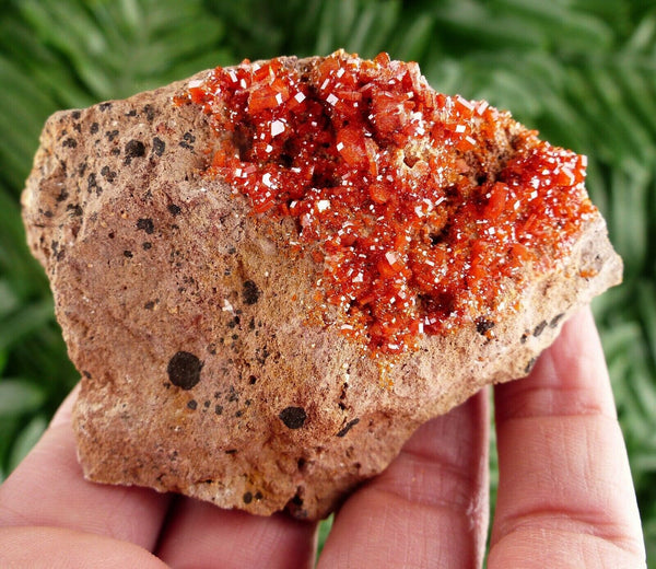 Red Vanadinite with Dendrite from Morocco, Crystals, Mineral, natural Crystal, Raw Crystals, Red Crystals, Vanadinite