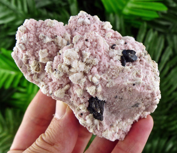 Rare Rhodochrosite with Calcite and Sphalerite from Eniovche Mine, Bulgaria , Crystal, Mineral, Rare Crystal, Pink Mineral, Raw Crystals