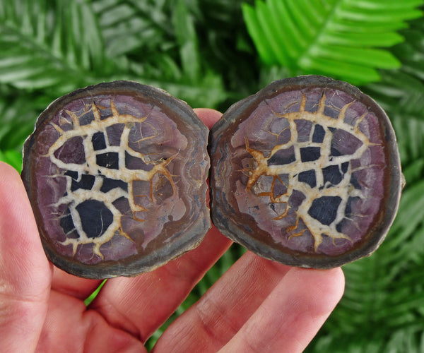 Dragonstones Pair, Septarian Nodule Geode, Septaria, Dragonstone, Aragonite, Septarian Nodules, Dragon Stone Healing Stone, Limestone B604