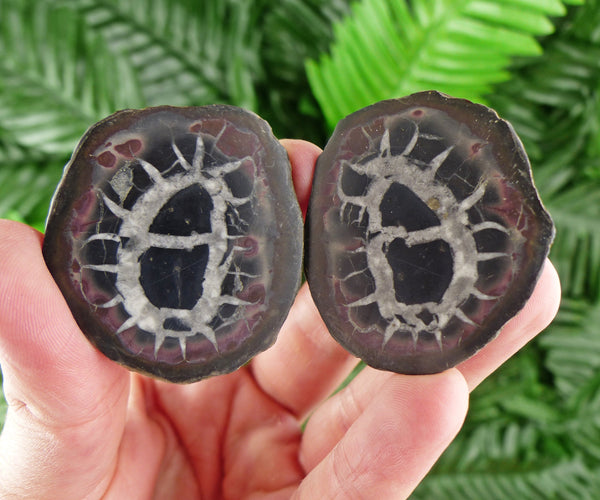 Dragonstones Pair, Septarian Nodule Geode, Septaria, Dragonstone, Aragonite, Septarian Nodules, Dragon Stone Healing Stone, Limestone B1111