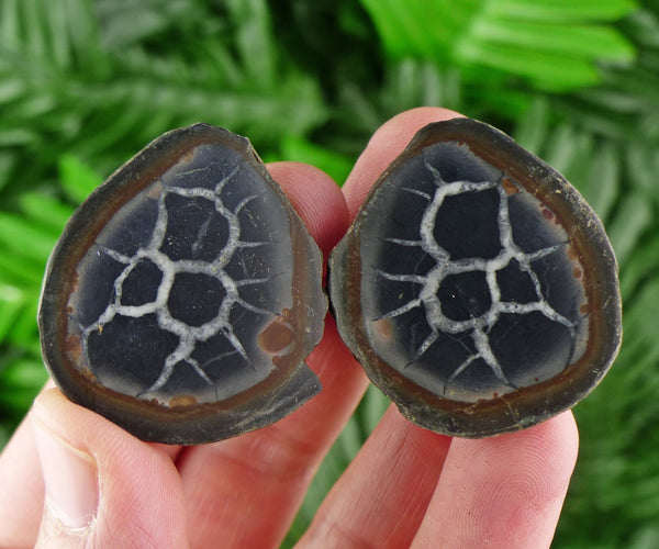 Dragonstones Pair, Septarian Nodule Geode, Septaria, Dragonstone, Aragonite, Septarian Nodules, Dragon Stone Healing Stone, Limestone B533