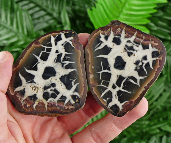 Dragonstones Pair, Septarian Nodule Geode, Septaria, Dragonstone, Aragonite, Septarian Nodules, Dragon Stone Healing Stone, Limestone B536