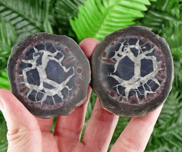 Dragonstones Pair, Septarian Nodule Geode, Septaria, Dragonstone, Aragonite, Septarian Nodules, Dragon Stone Healing Stone, Limestone B297