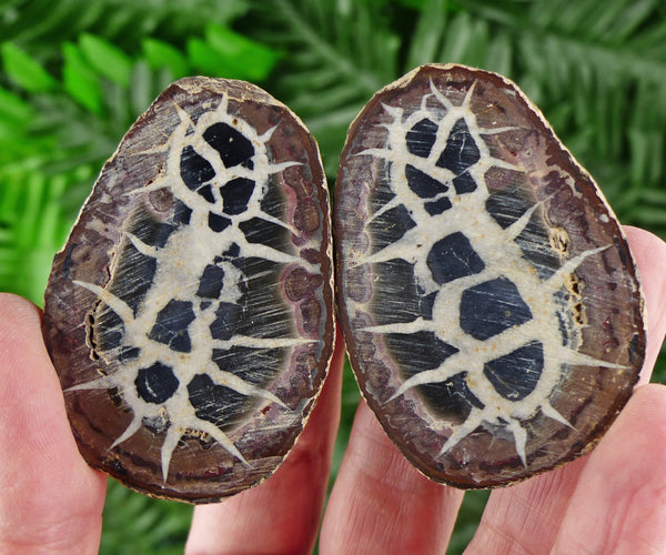 Dragonstones Pair, Septarian Nodule Geode, Septaria, Dragonstone, Aragonite, Septarian Nodules, Dragon Stone Healing Stone, Limestone B898