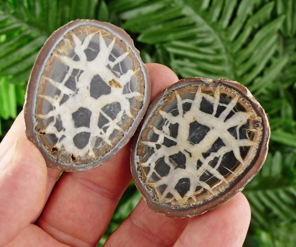 Dragonstones Pair, Septarian Nodule Geode, Septaria, Dragonstone, Aragonite, Septarian Nodules, Dragon Stone Healing Stone, Limestone B205