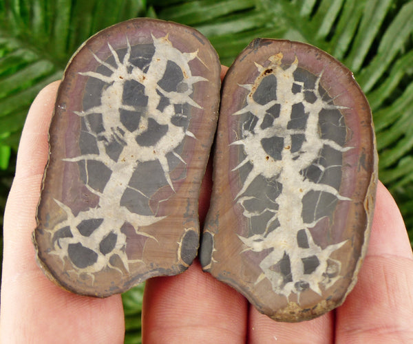 Dragonstones Pair, Septarian Nodule Geode, Septaria, Dragonstone, Aragonite, Septarian Nodules, Dragon Stone Healing Stone, Limestone B457