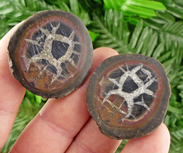 Dragonstones Pair, Septarian Nodule Geode, Septaria, Dragonstone, Aragonite, Septarian Nodules, Dragon Stone Healing Stone, Limestone B806