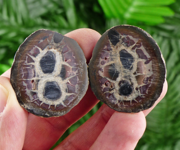 Dragonstones Pair, Septarian Nodule Geode, Septaria, Dragonstone, Aragonite, Septarian Nodules, Dragon Stone Healing Stone, Limestone B790