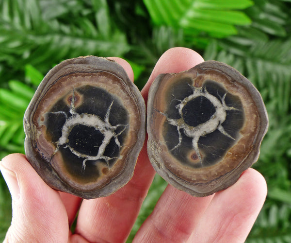 Dragonstones Pair, Septarian Nodule Geode, Septaria, Dragonstone, Aragonite, Septarian Nodules, Dragon Stone Healing Stone, Limestone B508