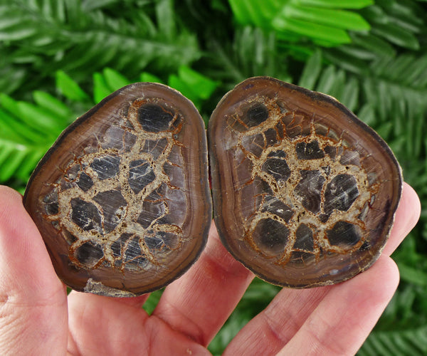 Dragonstones Pair, Septarian Nodule Geode, Septaria, Dragonstone, Aragonite, Septarian Nodules, Dragon Stone Healing Stone, Limestone B366