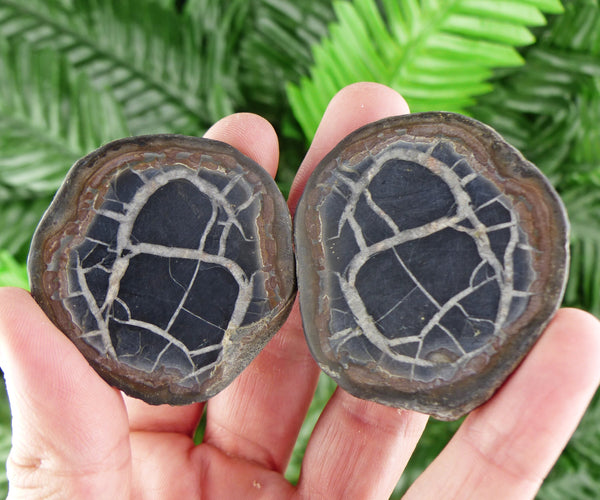 Dragonstones Pair, Septarian Nodule Geode, Septaria, Dragonstone, Aragonite, Septarian Nodules, Dragon Stone Healing Stone, Limestone B373