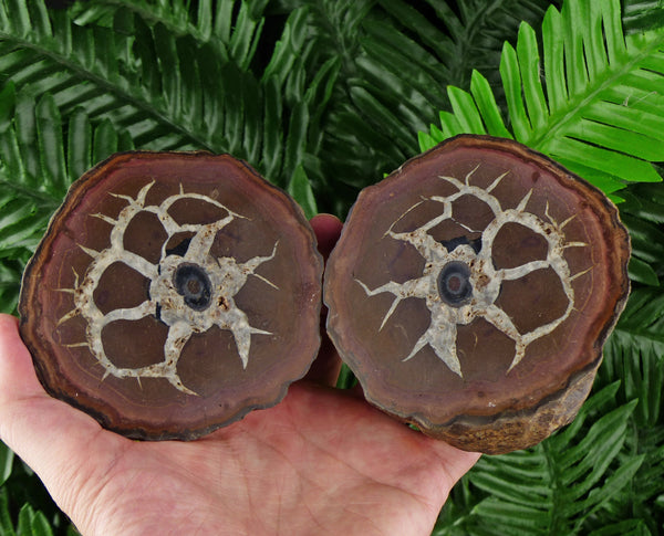 Dragonstones Pair, Septarian Nodule Geode, Septaria, Dragonstone, Aragonite, Septarian Nodules, Dragon Stone Healing Stone, Limestone B737