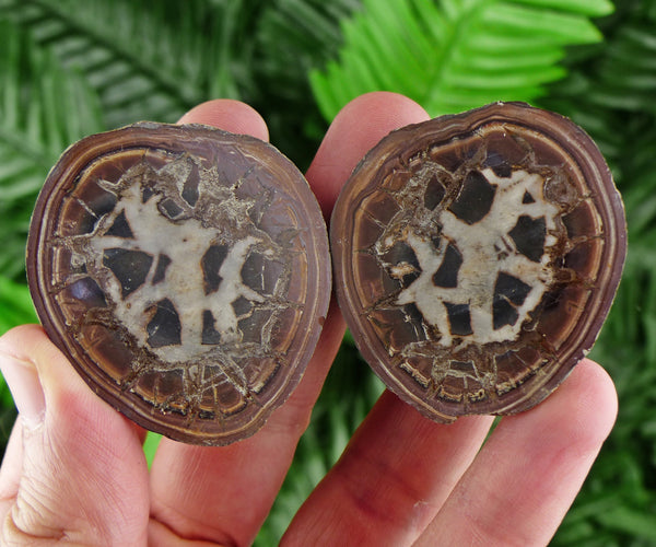 Dragonstones Pair, Septarian Nodule Geode, Septaria, Dragonstone, Aragonite, Septarian Nodules, Dragon Stone Healing Stone, Limestone B817