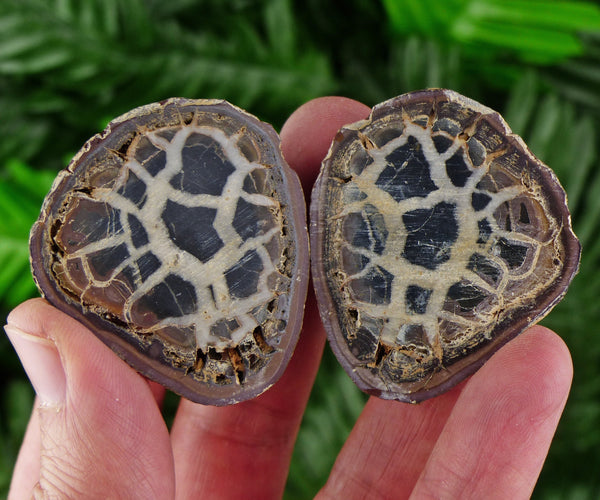 Dragonstones Pair, Septarian Nodule Geode, Septaria, Dragonstone, Aragonite, Septarian Nodules, Dragon Stone Healing Stone, Limestone B1020