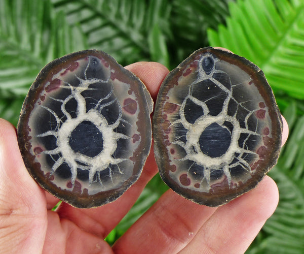 Dragonstones Pair, Septarian Nodule Geode, Septaria, Dragonstone, Aragonite, Septarian Nodules, Dragon Stone Healing Stone, Limestone B46