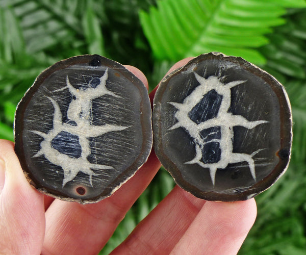 Dragonstones Pair, Septarian Nodule Geode, Septaria, Dragonstone, Aragonite, Septarian Nodules, Dragon Stone Healing Stone, Limestone B110