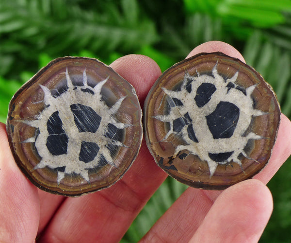 Dragonstones Pair, Septarian Nodule Geode, Septaria, Dragonstone, Aragonite, Septarian Nodules, Dragon Stone Healing Stone, Limestone B758