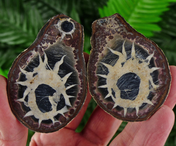 Dragonstones Pair, Septarian Nodule Geode, Septaria, Dragonstone, Aragonite, Septarian Nodules, Dragon Stone Healing Stone, Limestone B987