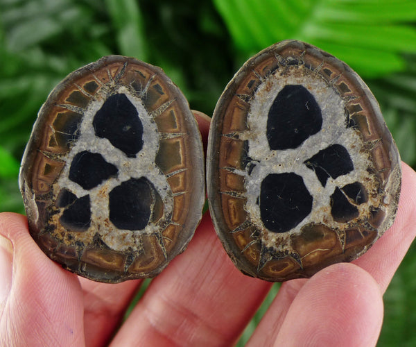 Dragonstones Pair, Septarian Nodule Geode, Septaria, Dragonstone, Aragonite, Septarian Nodules, Dragon Stone Healing Stone, Limestone B1226