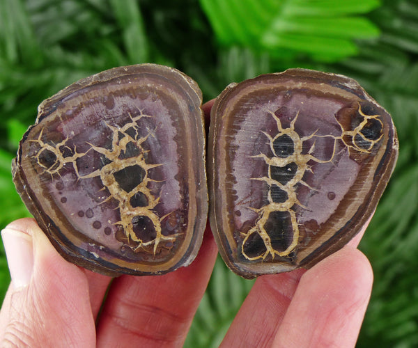 Dragonstones Pair, Septarian Nodule Geode, Septaria, Dragonstone, Aragonite, Septarian Nodules, Dragon Stone Healing Stone, Limestone B999