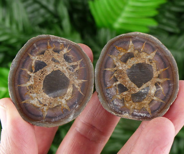 Septarian Nodule Geode, Big Septaria, Dragonstone, Aragonite, Septarian Nodules, Dragon Stone Healing Stone, Limestone B1247