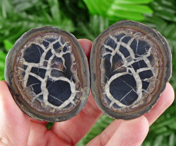 Dragonstones Pair, Septarian Nodule Geode, Septaria, Dragonstone, Aragonite, Septarian Nodules, Dragon Stone Healing Stone, Limestone B1699