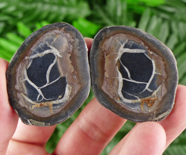 Dragonstones Pair, Septarian Nodule Geode, Septaria, Dragonstone, Aragonite, Septarian Nodules, Dragon Stone Healing Stone, Limestone B1347