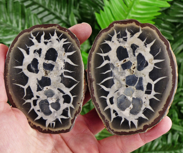 Dragonstones Pair, Septarian Nodule Geode, Septaria, Dragonstone, Aragonite, Septarian Nodules, Dragon Stone Healing Stone, Limestone B1740