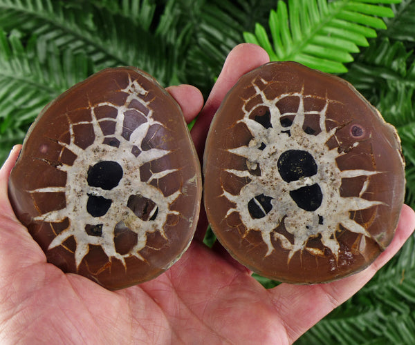 Septarian Nodule Geode, Big Septaria, Dragonstone, Aragonite, Septarian Nodules, Dragon Stone Healing Stone, Limestone B1524