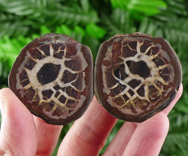 Dragonstones Pair, Septarian Nodule Geode, Septaria, Dragonstone, Aragonite, Septarian Nodules, Dragon Stone Healing Stone, Limestone B1588