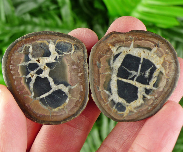 Dragonstones Pair, Septarian Nodule Geode, Septaria, Dragonstone, Aragonite, Septarian Nodules, Dragon Stone Healing Stone, Limestone B2003