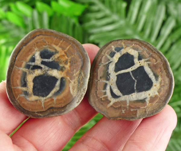 Dragonstones Pair, Septarian Nodule Geode, Septaria, Dragonstone, Aragonite, Septarian Nodules, Dragon Stone Healing Stone, Limestone B1962