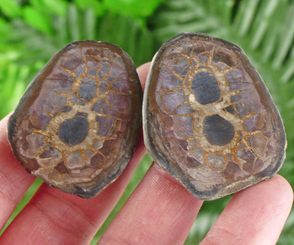 Dragonstones Pair, Septarian Nodule Geode, Septaria, Dragonstone, Aragonite, Septarian Nodules, Dragon Stone Healing Stone, Limestone B1880