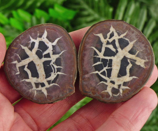 Dragonstones Pair, Septarian Nodule Geode, Septaria, Dragonstone, Aragonite, Septarian Nodules, Dragon Stone Healing Stone, Limestone B1407