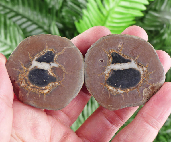 Dragonstones Pair, Septarian Nodule Geode, Septaria, Dragonstone, Aragonite, Septarian Nodules, Dragon Stone Healing Stone, Limestone B1761