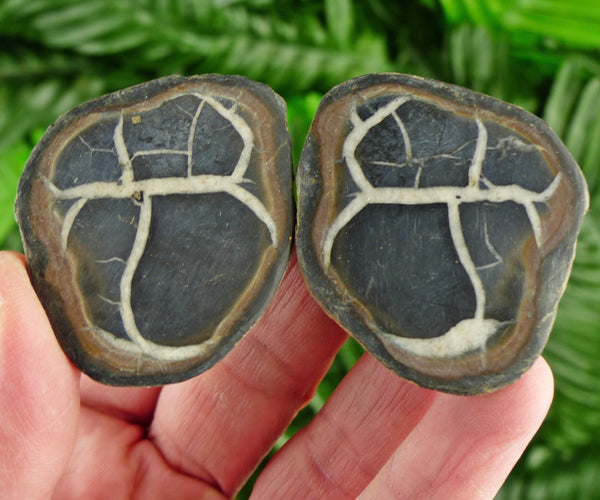 Dragonstones Pair, Septarian Nodule Geode, Septaria, Dragonstone, Aragonite, Septarian Nodules, Dragon Stone Healing Stone, Limestone B1922