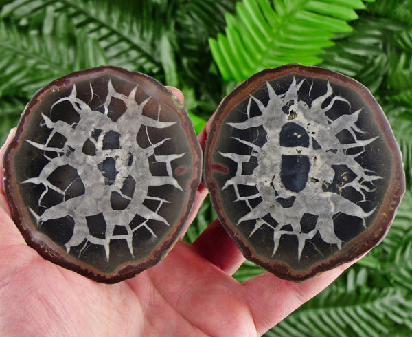 Dragonstones Pair, Septarian Nodule Geode, Septaria, Dragonstone, Aragonite, Septarian Nodules, Dragon Stone Healing Stone, Limestone B1772