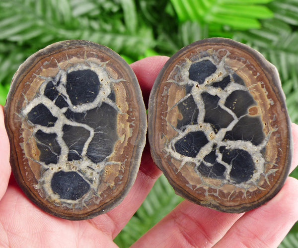 Dragonstones Pair, Septarian Nodule Geode, Septaria, Dragonstone, Aragonite, Septarian Nodules, Dragon Stone Healing Stone, Limestone B1711