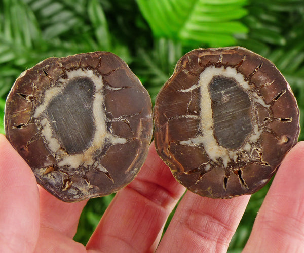 Dragonstones Pair, Septarian Nodule Geode, Septaria, Dragonstone, Aragonite, Septarian Nodules, Dragon Stone Healing Stone, Limestone B2137