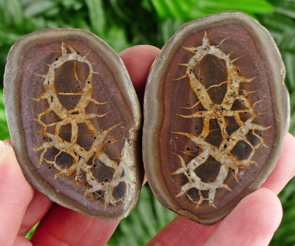 Dragonstones Pair, Septarian Nodule Geode, Septaria, Dragonstone, Aragonite, Septarian Nodules, Dragon Stone Healing Stone, Limestone B1792