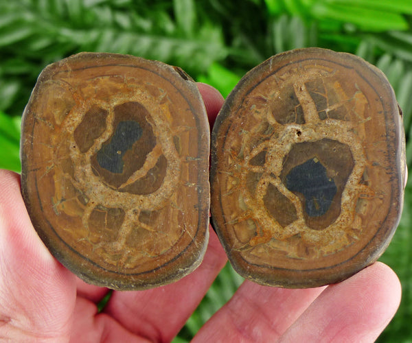 Dragonstones Pair, Septarian Nodule Geode, Septaria, Dragonstone, Aragonite, Septarian Nodules, Dragon Stone Healing Stone, Limestone B1658