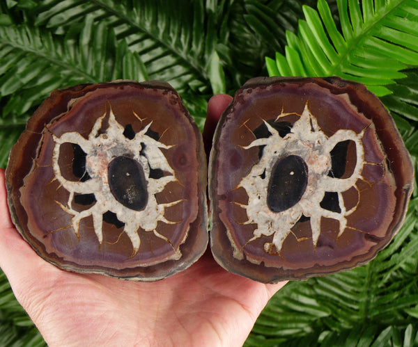 Big Septarian Nodule, Raw Crystal, Natural Mineral, Healing Crystal, Spirituality Crystal, Mineral Specimen B2786