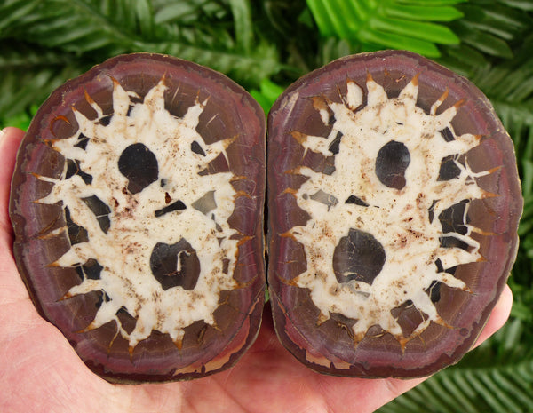 Big Septarian Nodule, Raw Crystal, Natural Mineral, Healing Crystal, Spirituality Crystal, Mineral Specimen B2832