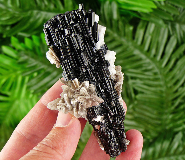 Museum and Rare Black Tourmaline Crystallization with Muscovite and Feldspar, Black Tourmaline, Raw Minerals, Natural Crystals, Schorl