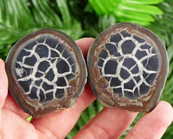 Septarian Nodule Geode, Big Septaria, Dragonstone, Aragonite, Septarian Nodules, Dragon Stone Healing Stone, Limestone B3660