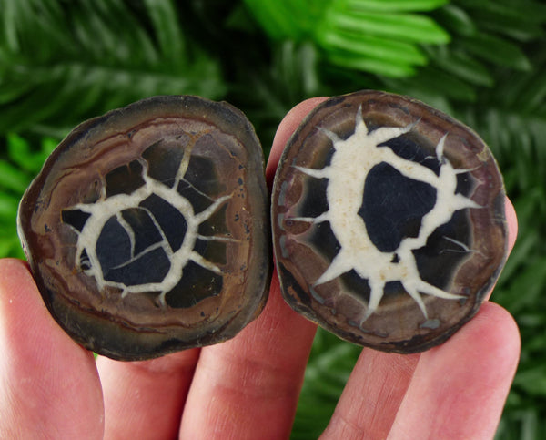 Dragonstones Pair, Septarian Nodule Geode, Septaria, Dragonstone, Aragonite, Septarian Nodules, Dragon Stone Healing Stone, Limestone B3710