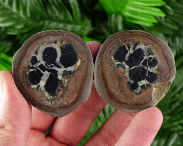 Dragonstones Pair, Septarian Nodule Geode, Septaria, Dragonstone, Aragonite, Septarian Nodules, Dragon Stone Healing Stone, Limestone B3708