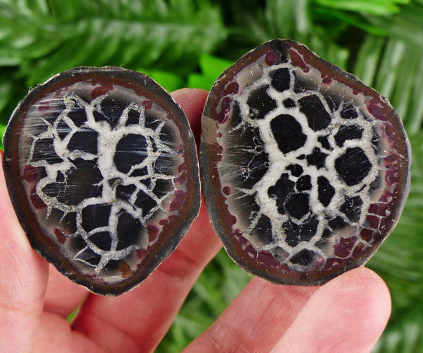 Dragonstones Pair, Septarian Nodule Geode, Septaria, Dragonstone, Aragonite, Septarian Nodules, Dragon Stone Healing Stone, Limestone B3731