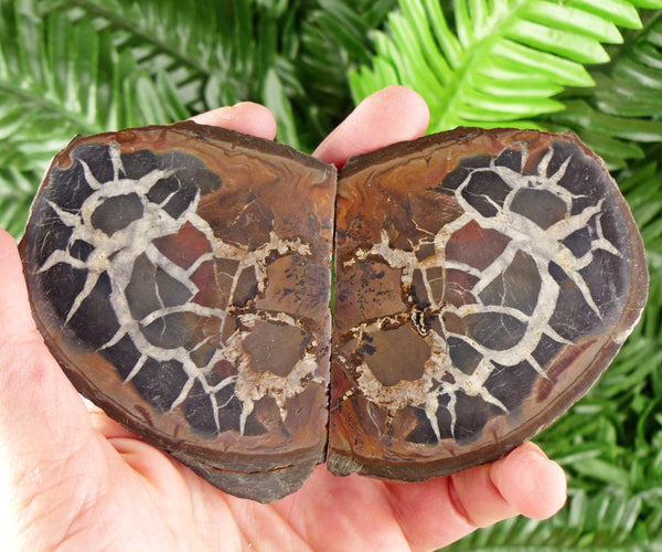 Dragonstones Pair, Septarian Nodule Geode, Septaria, Dragonstone, Aragonite, Septaria, Raw Crystal, Natural Mineral, Healing Crystal B4065