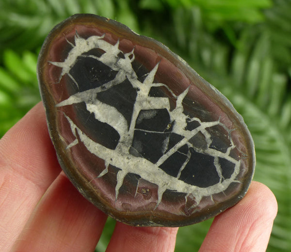 Septarian Nodule Geode, Big Septaria, Dragonstone, Aragonite, Septarian Nodules, Dragon Stone Healing Stone, Limestone B4352